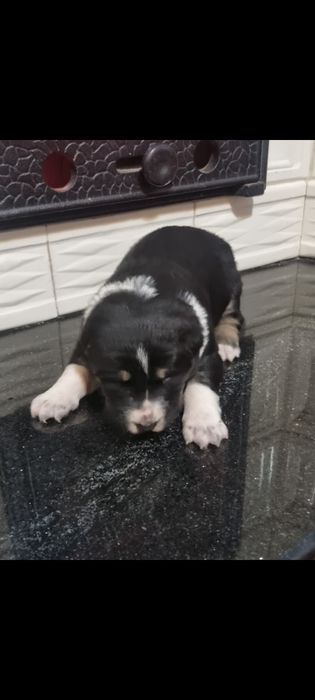 Căței de Asia Centrală