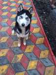 Donez caine Husky Siberian
