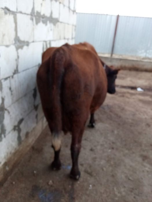 Сиыр согымга сатылады корова