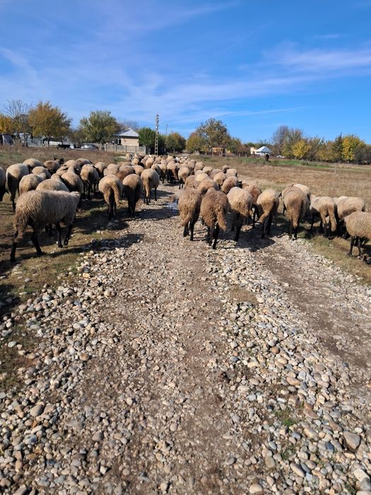 Vand 100 de oi carabase pure bune de prasila