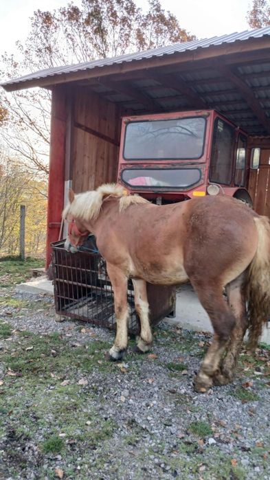 Vând mânz de un an și 6 luni