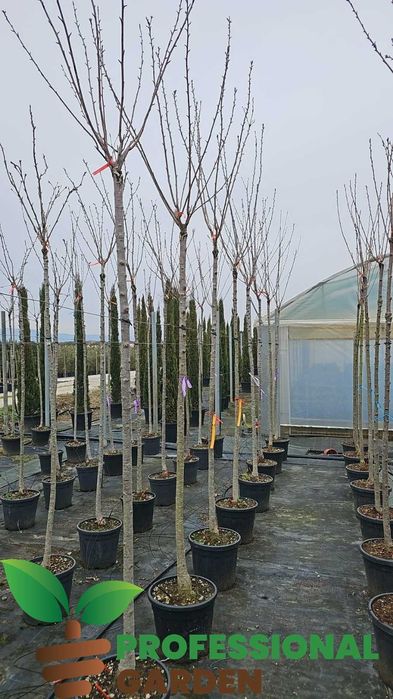 Platan - Mesteacan- Tei de floare- Artar norvegian