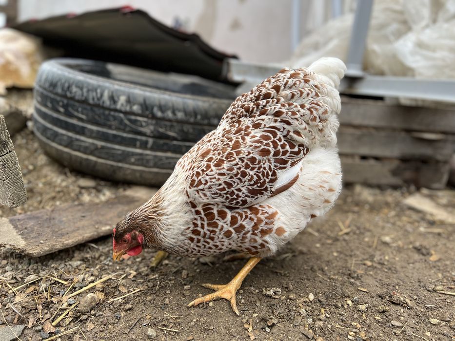 Familie Wyandotte rosu albastru auriu, GSG splash si argintiu 3+1