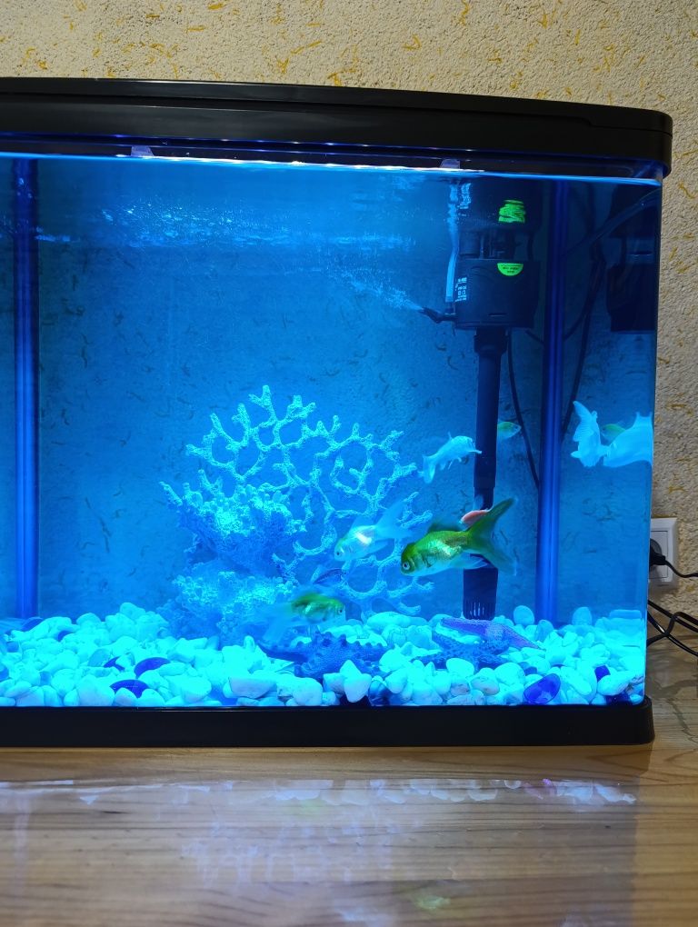 Akvarium sotiladi baliqlari bilan