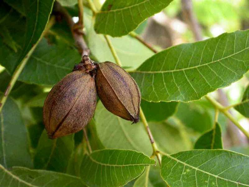Nuc Pecan (Soiul Texas )