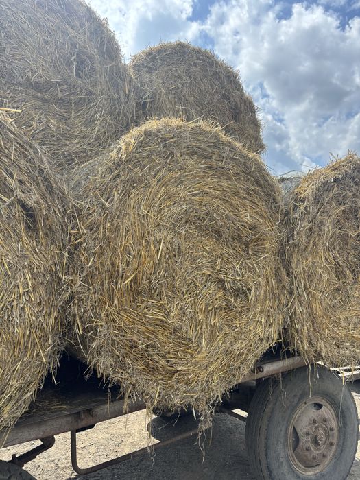 Baloți de paie de grau