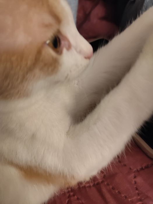 Подарявам мъжко коте на 4 месеца