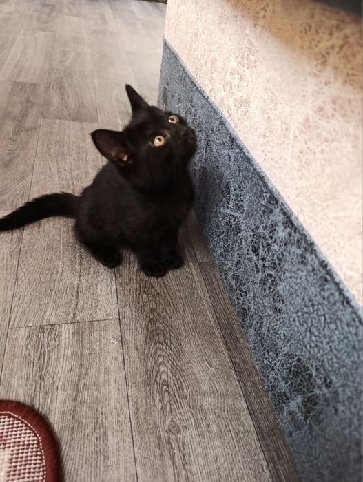 Mushuklar Bepul Котята Бесплатно