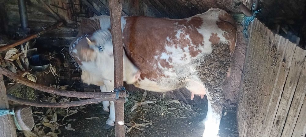 Vacă de vânzare sau schimb