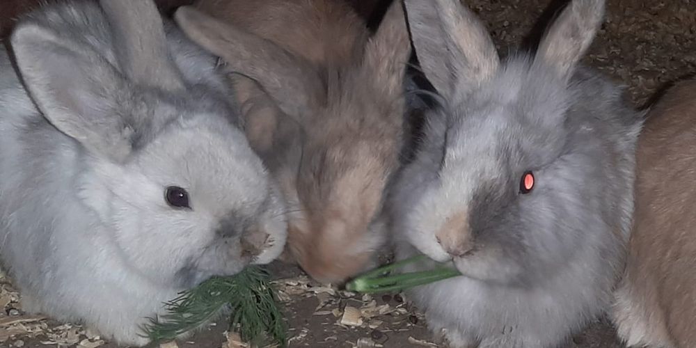 Вислоухие  кролики декоративные