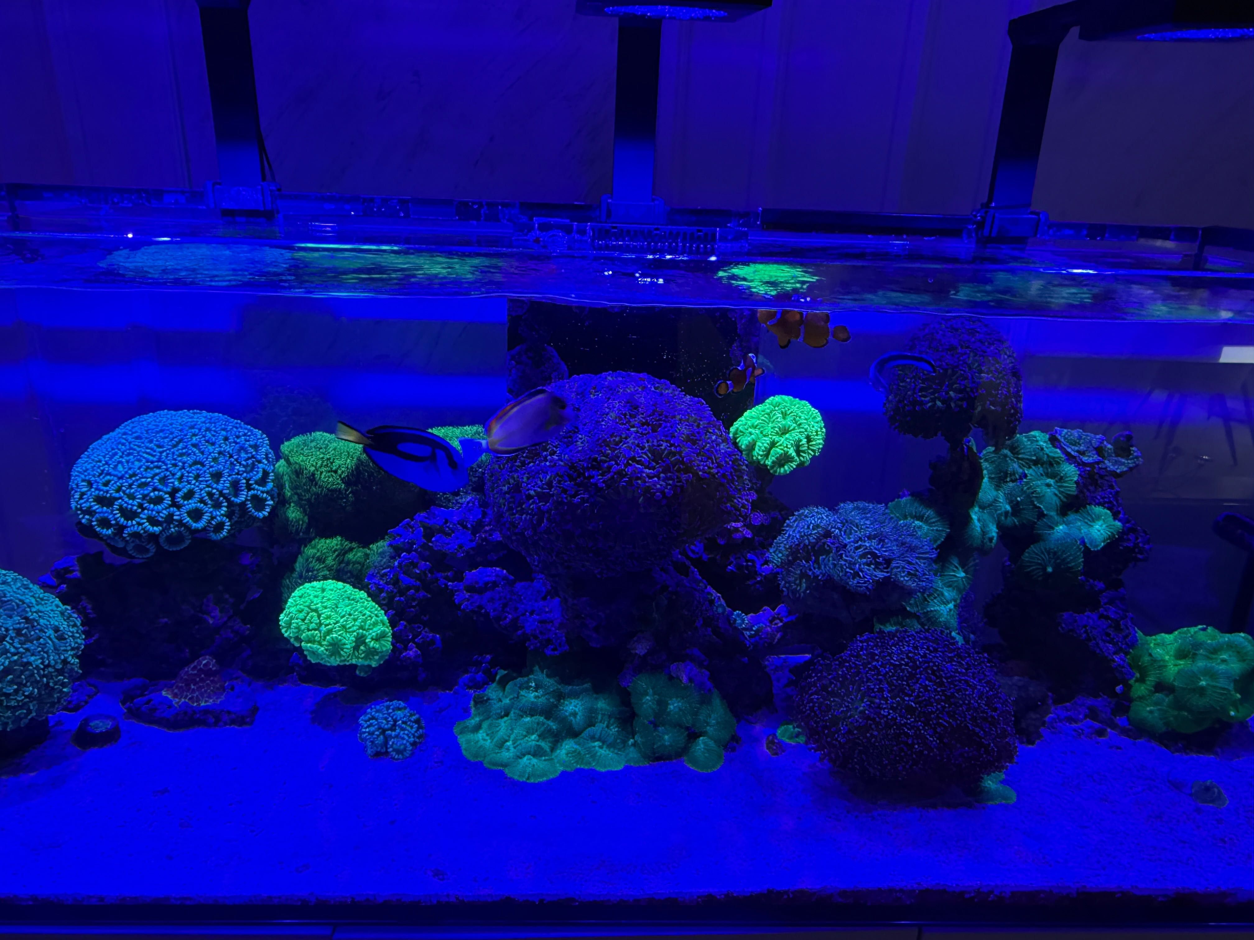 Морски Аквариум готова система всичко включено Red Sea 525XL. Red Sea