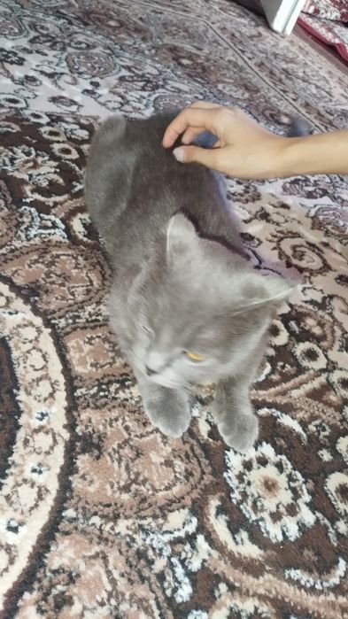 Скотиш фолд мальчик и девочка