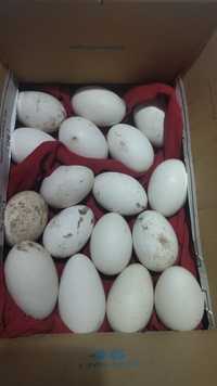 Продавам гъши яйца.