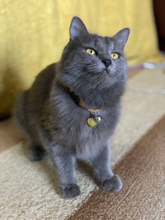 Hadiya. Отдам в добрые руки