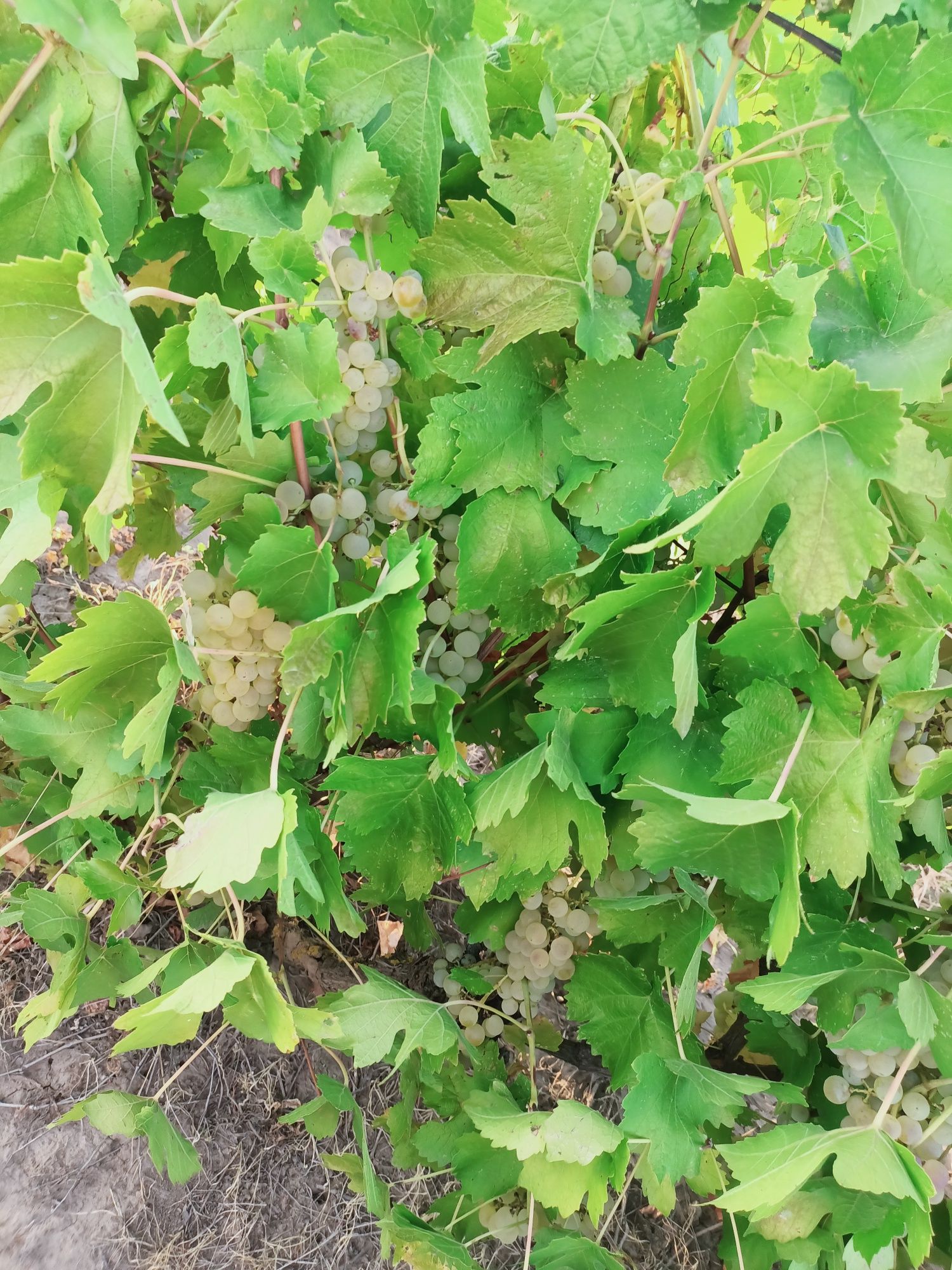 Struguri de vin diferite soiuri fetească regală resling galbena Odobeș