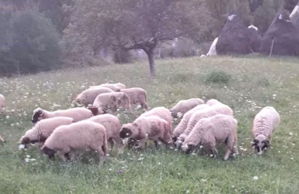 14 mielute de vânzare