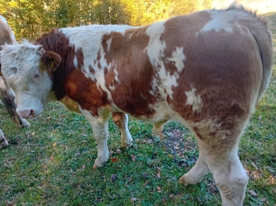 DE VÎNZARE ,taur de 7 luni  foarte frumos