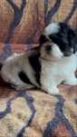 Shih Tzu cu pedigree tip A Fci