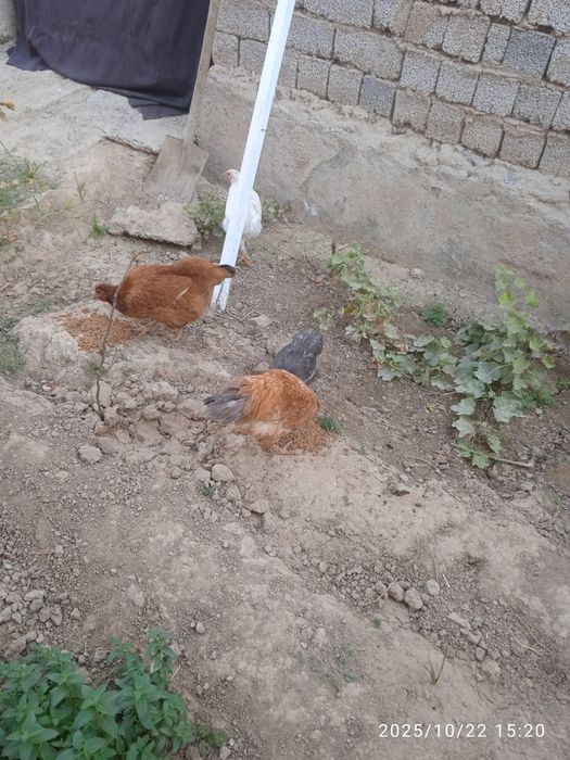 Товуқ ,хўроз,жўжалар