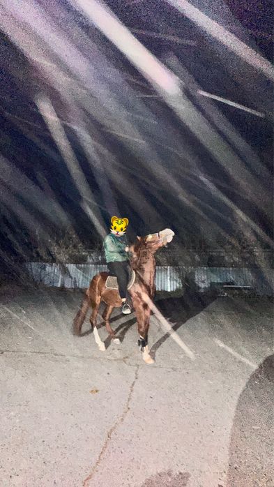 Айғыр 7 жасқа полукровка паспорт бар