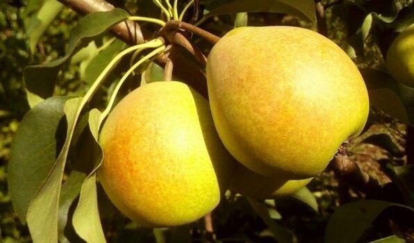 Pomi Fructiferi Glia Stramoseasca (Soiuri De Păr )