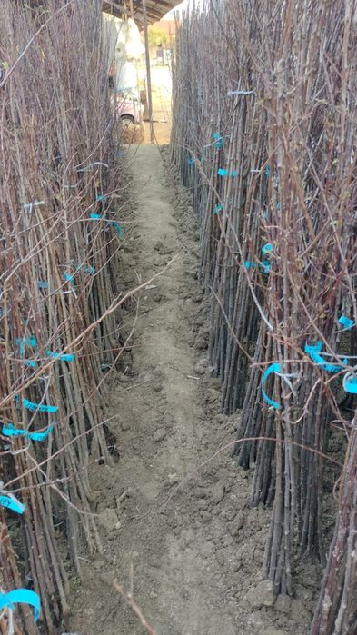 Asiguram-livrare gratuita la material săditor pomicol de Aiud