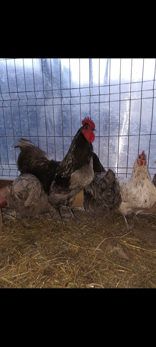 Ouă Marans,  Australorp Albastru și Sebring