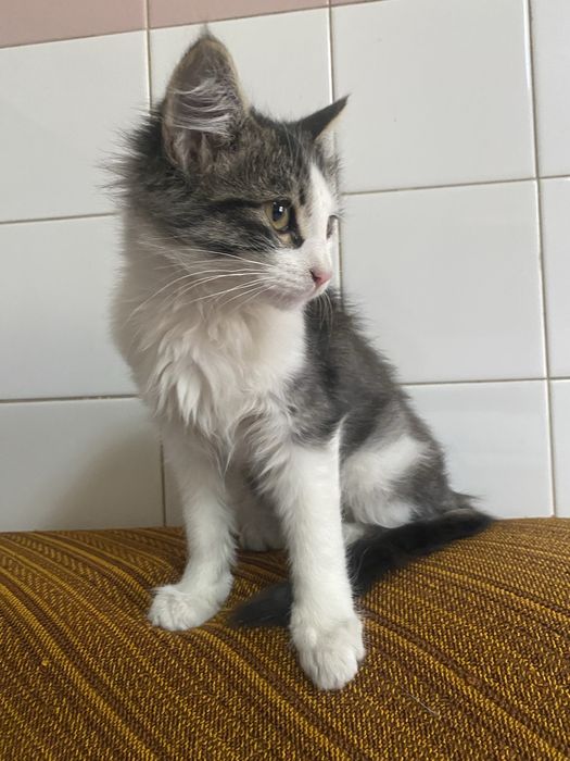 Кот малышка бесплатно