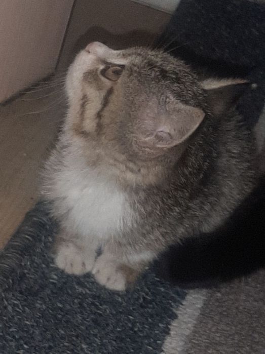 Отдам котят только добрым