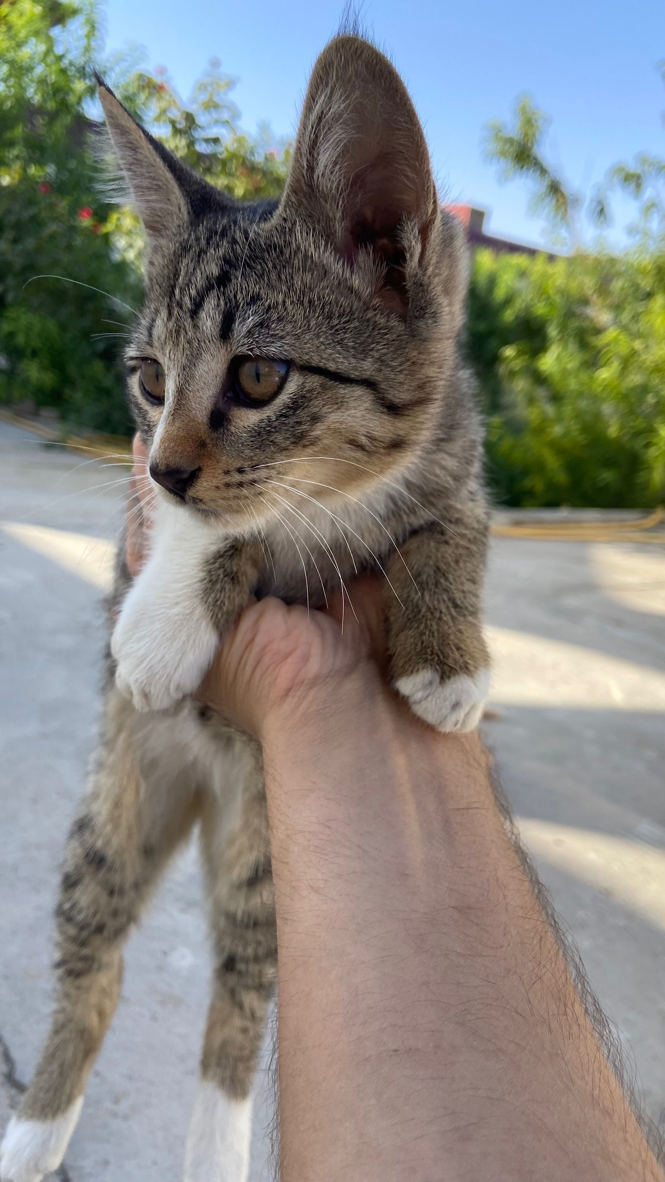 Отдам котят даром