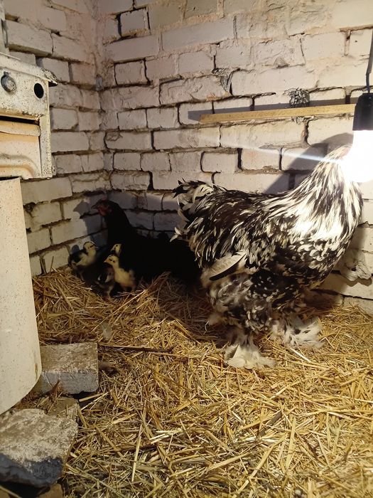 Брама жожалар ва она Товук ва жожалар сотилади кора Шахзола ва Брама М