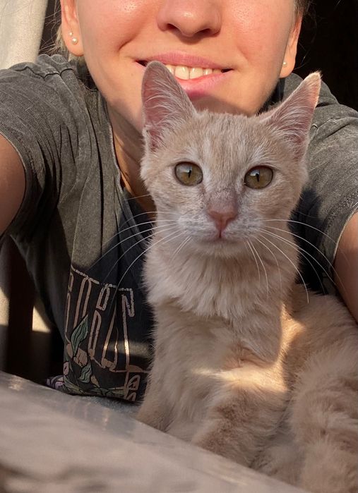 Отдам котенка, девочка