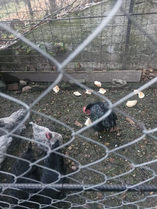 Gaini Australorp
