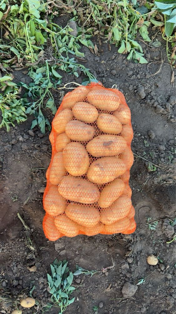 Vand cartofi, Marsani Dolj