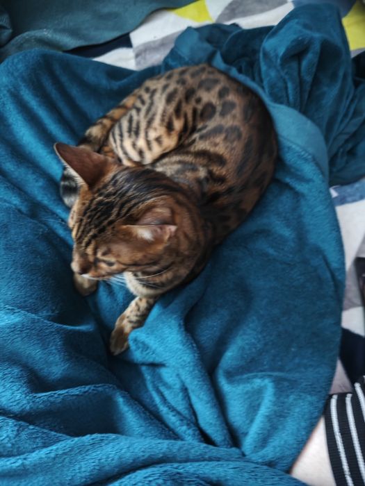 Бенгальский котик