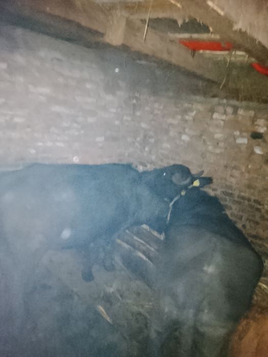 Bivoli  și vaca de vânzare