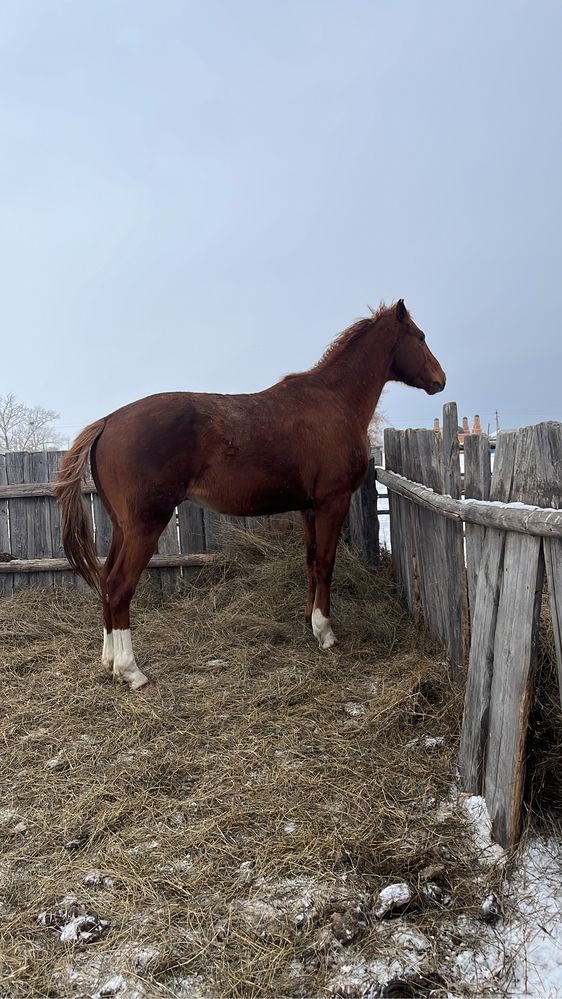 Продам жеребца 5 лет