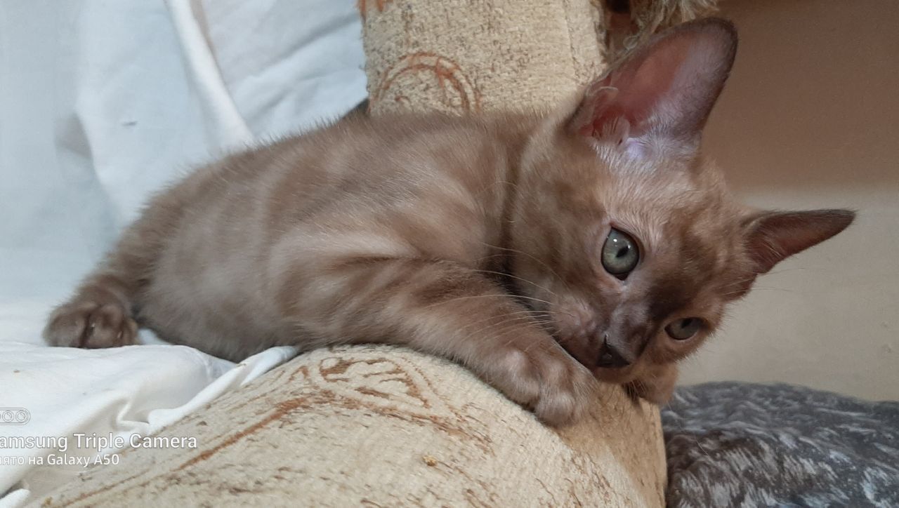 Бенгальские котята