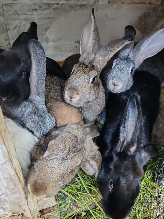 Vând iepuri multi rasa