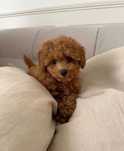 Maltipoo mini toy