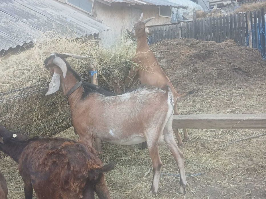 Vând tap anglonubian crotaliat