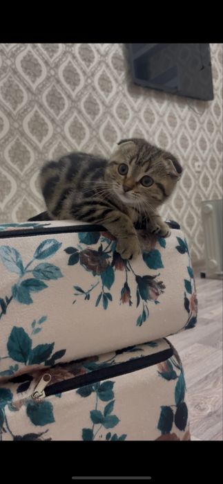 шотландская кошечка