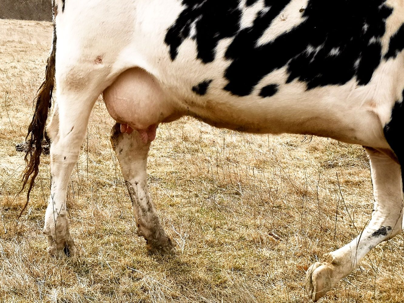 De vânzare vacă holstein foarte bună de lapte