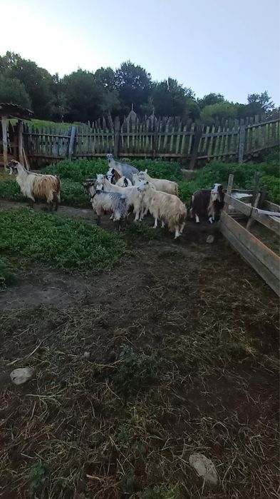 Capre carpatine bune de lapte