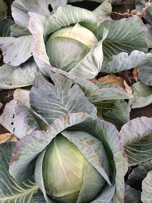 Varza de pastrare agresor