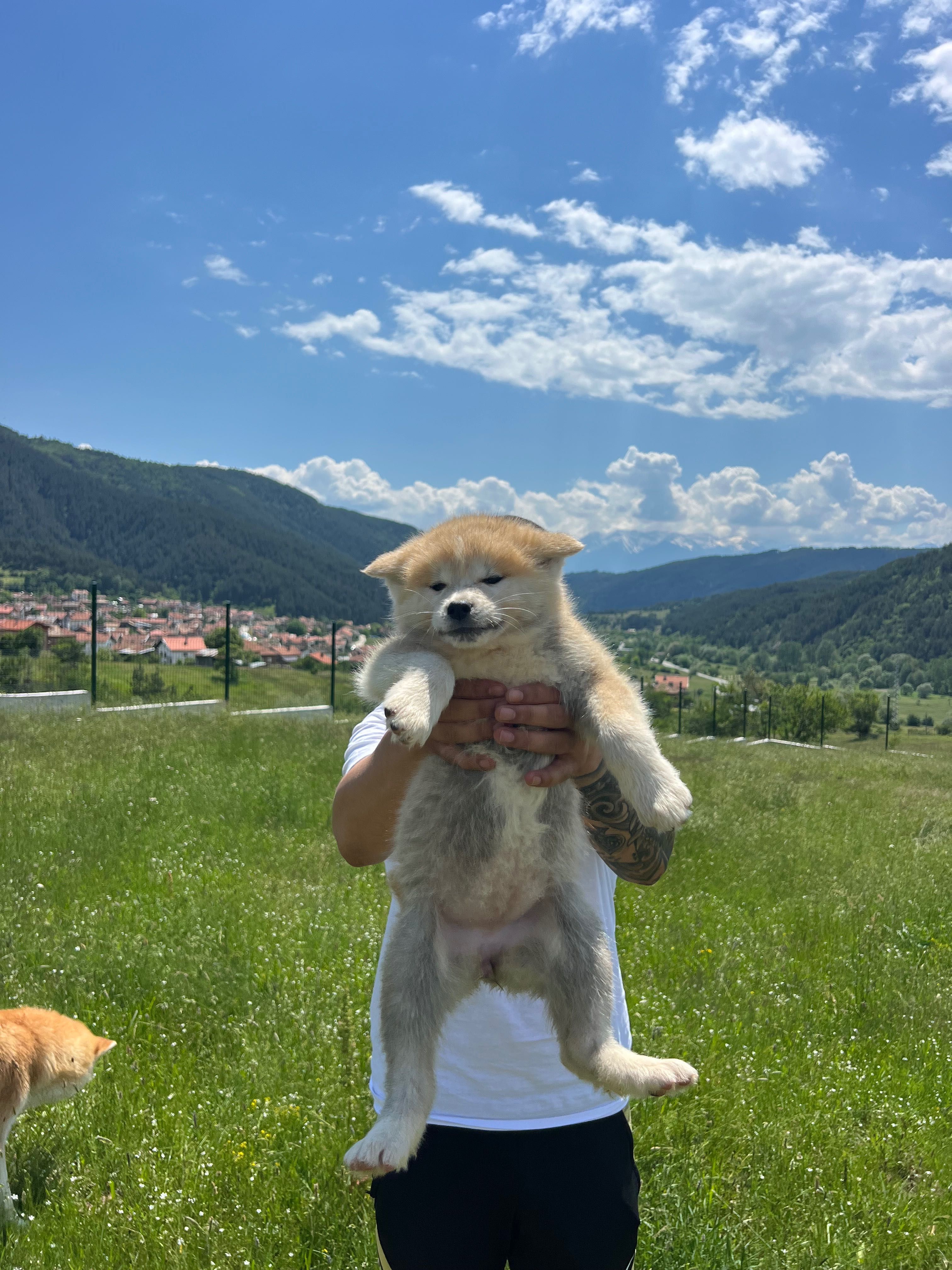 Акита ину Японска акита