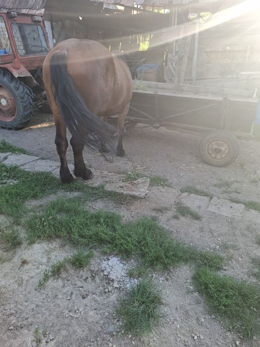 Vând mânză de 3 ani