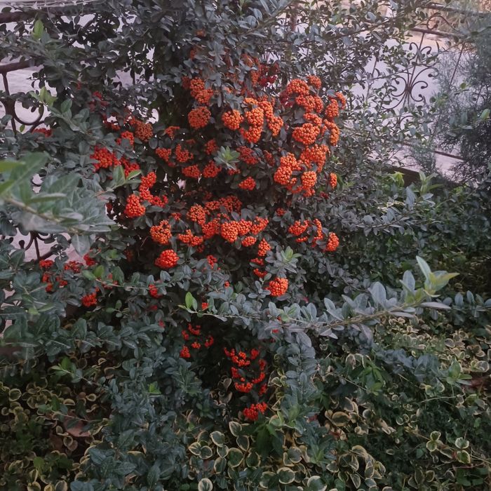 Пироканта кустарник