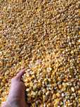 Cereale direct producator