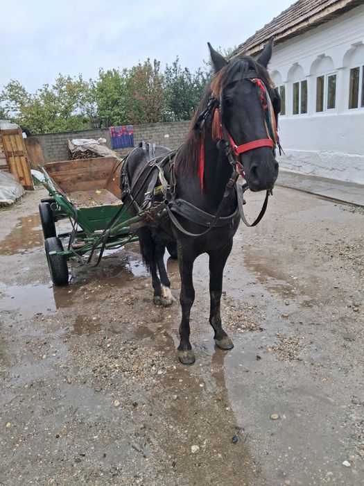 Vănd? Càl cu carutà și hàm calul ieste castrat càlul are 3 ani